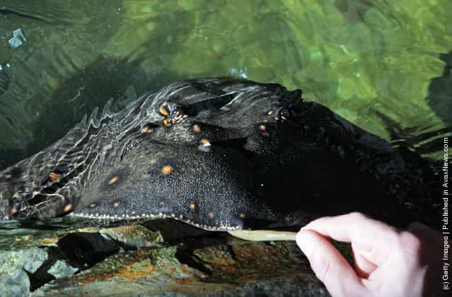 A adult freshwater stingray is hand fed by a keeper as it looks out from the display tank at Bristol Zoos aquarium