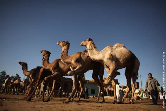 Men buy and sell camels at Birqash camel market in Cairo, Egypt