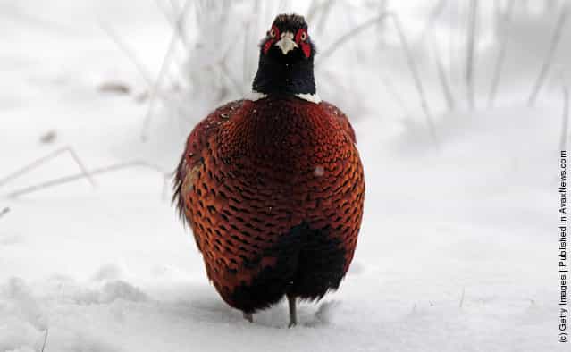 A pheasant stands in snow near Dulverton