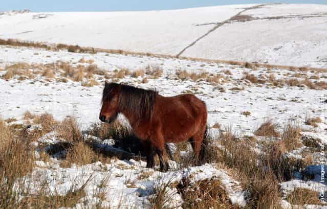 Dartmoor ponies walk in snow that has settled on Dartmoor on February near Princetown, England