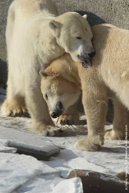 Polar bears cuddle while standing on ice in their outdoor enclosure at the Berlin Zoo