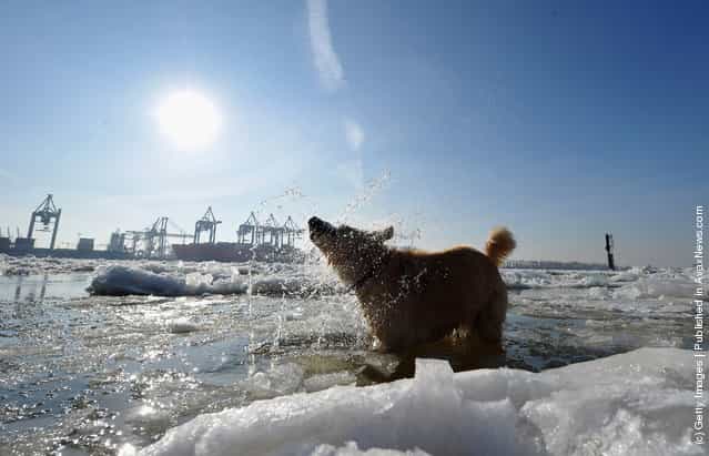 A dog takes a dip in the river Elbe