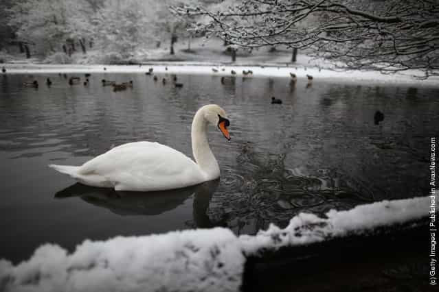 A swan paddles in Queens Mere pond on Wimbledon common on February