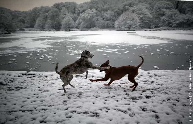  Two dogs play next to Queens Mere pond in the snow on Wimbledon common on February