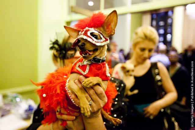 Dog Fashion Show Held Ahead Of Next Weeks Westminster Kennel Club Dog Show