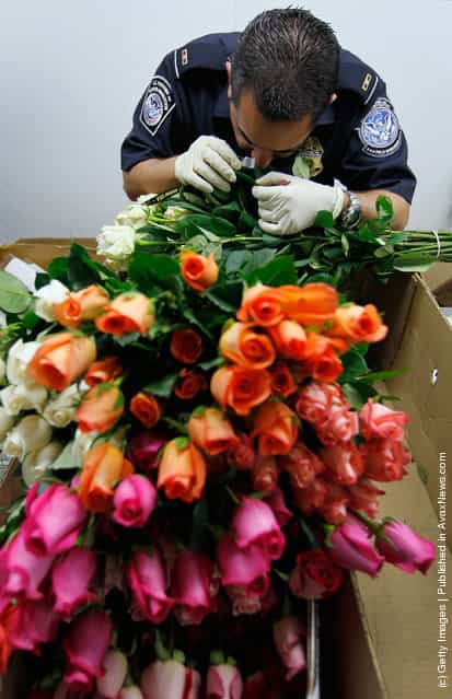 A U.S. Customs and Border Protection agriculture specialists uses a magnifying glass to inspect flowers for any foreign pests or diseases at the UPS facility at Miami International Airport