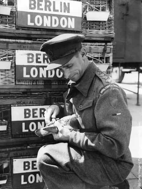 1945: Captain K Hunter-Dunn of the RCS (Royal Corps of Signals) handles a pigeon which holds the Victoria Cross for its services during World War II. Together with other birds which flew messages for the 21st Army, it will soon be released on a farewell flight from Berlin to London