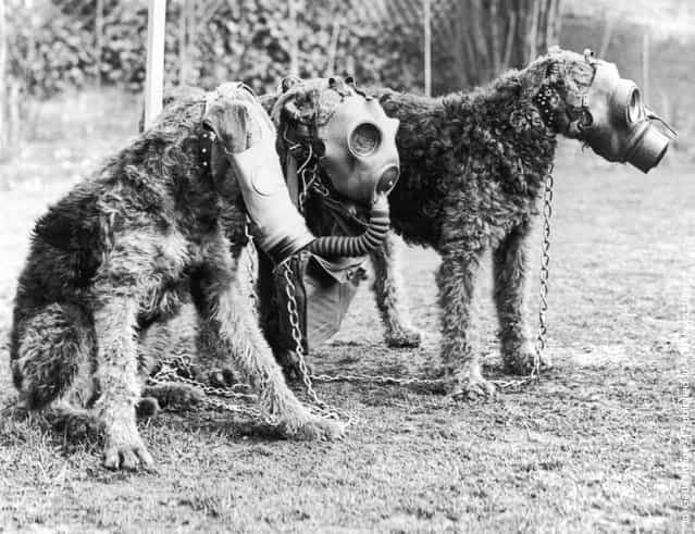 1939: Three Airedale dogs wearing their special gas masks at a Surrey kennel. They are being trained by Lt Col E. H. Richardson
