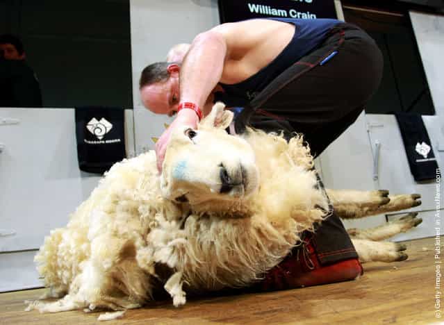 William Craig of Scotland competes in the World Shearing final at the Golden Shears 2012 World Shearing Championships on March 3, 2012 in Wellington, New Zealand