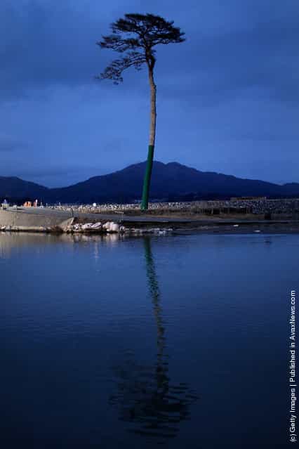 A single pine tree that was left standing after the March 11th tsunami last year, which swept away an entire forest in the city of Rikuzentakata, is seen on March 10, 2012 in Rikuzentakata, Japan
