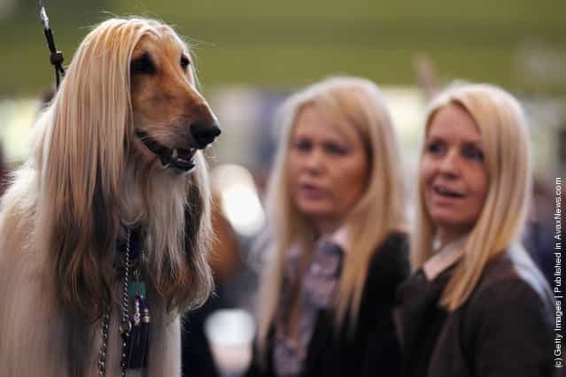An Afghan Hound stands on a grooming table during the fourth and final day of Crufts at the Birmingham NEC Arena