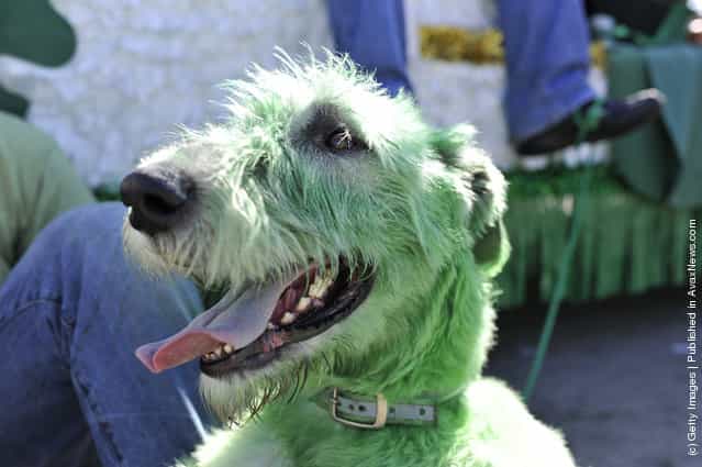 Chamrock (cq), an Irish wolfhound, sports a green coat as he waits for the start of the St. Patricks Day parade on March 17, 2012 in Chicago