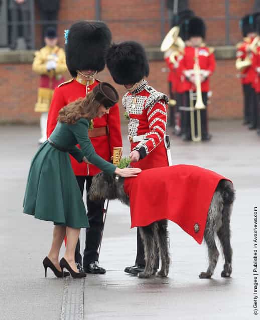Catherine, Duchess of Cambridge presents a shamrock to the Regimental mascot as she takes part in a St Patricks Day parade as she visits Aldershot Barracks on St Patricks Day on March 17, 2012 in Aldershot