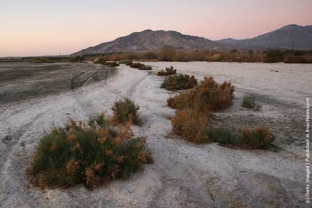 Salt-resistant plants grow in sand made up of small fish bones on the shore of the Salton Sea before sunrise in an area where a controversial development would create a new town for nearly 40,000 people on the northwest shore of the biggest lake in California, the Salton Sea