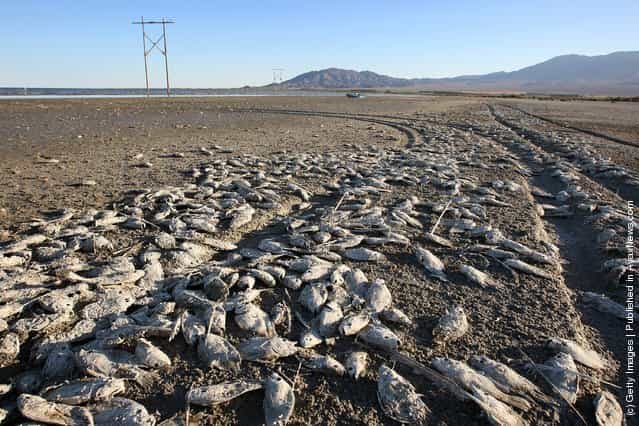 Dead tilapia fish rot on the mud of the shore of the Salton Sea in an area where a controversial development would create a new town for nearly 40,000 people on the northwest shore of the biggest lake in California, the Salton Sea