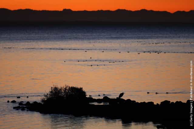 A great blue heron stands on the shore of the Salton Sea an area where a controversial development would create a new town for nearly 40,000 people on the northwest shore of the biggest lake in California, the Salton Sea