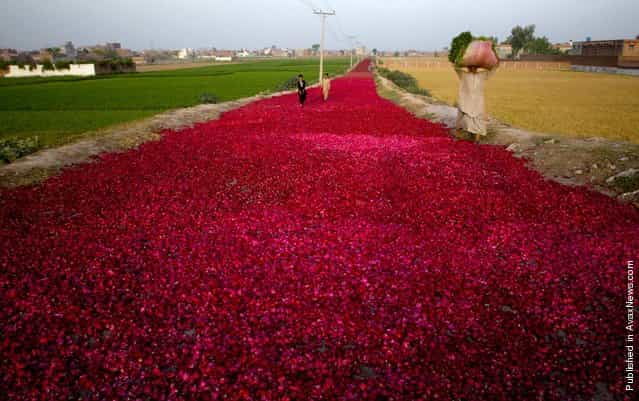 A man and boys walk on a street covered with rose-petals spread by wholesale dealers for dry them to supply in market, Sunday, April 10, 2011 in outskirt of Lahore, Pakistan