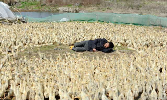 A worker takes a nap surrounded by ducklings at a duck farm on the outskirts of Jiaxing, Zhejiang province April 5, 2011