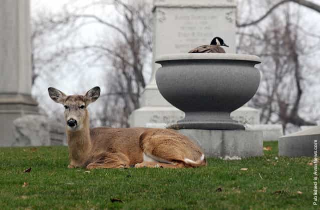 A Canada goose nests in an urn as a deer keeps a watchful eye at Forest Lawn cemetery in Buffalo, New York April 8, 2011
