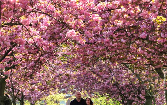 A couple walk underneath blossom in Greenwich Park in London April 10, 2011