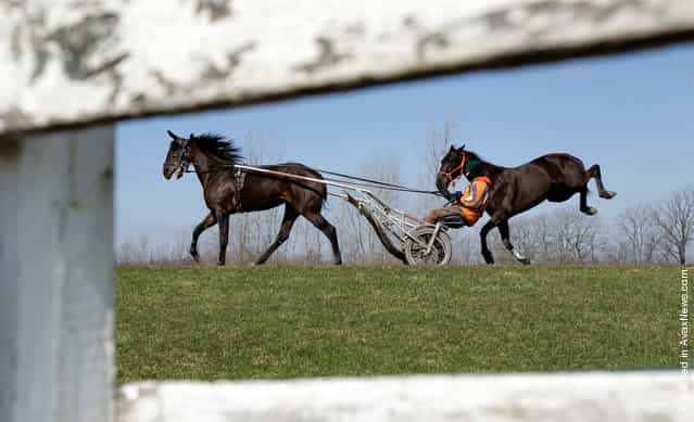 Ray Fisher jogs around a horse track with Faith N Moon, left, and Pacific Mariner, right, during the mild spring weather in Akron, New York, Thursday, April 7, 2011