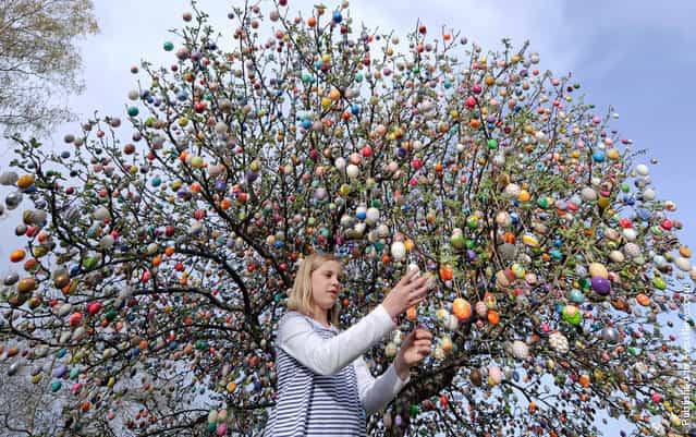 Luna Lutz visits at a tree with 9,800 Easter eggs at the garden of pensioner couple Christa and Volker Kraft in Saalfeld, Germany, Monday, April 11, 2011. The Kraft family have decorated their tree for Easter for more than forty years