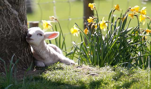 A lamb sits in the shade of a tree among daffodils at the Hall Farm in Stratford St Mary, eastern England April 10, 2011