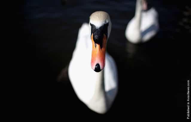 A swan swims in the River Thames