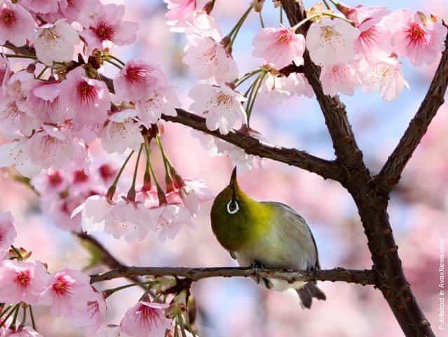 A bird sits in a cherry tree at a park in Tokyo on April 1. Cherry trees bloomed in Tokyo on March 31, 2012, five days later than usual, Japanese authorities announced