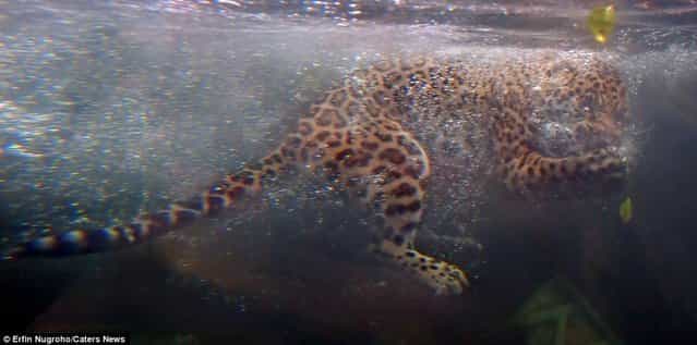 Hungry Rare Jaguar Swims For His Supper