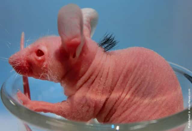 A hairless mouse with black hair on its back at the laboratory in Noda, Chiba Prefecture
