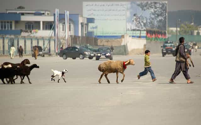 An Afghan shepherd (R) leads his flock across a street in the old city of Kabul. Poverty and an ongoing insurgency by the ousted Taliban still pose a threat to the stability of the country