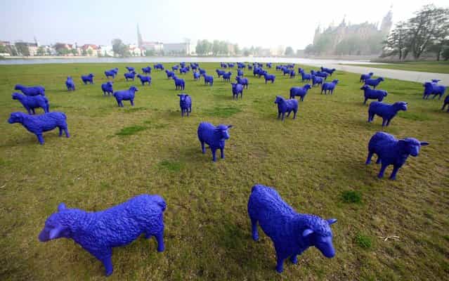 A flock of blue plastic sheep stand in front of the Schwerin Castle