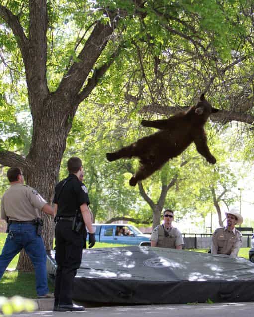 A bear that wandered into a University of Colorado Boulder dorm complex falls from a tree after being tranquilized by Colorado wildlife officials on April 26