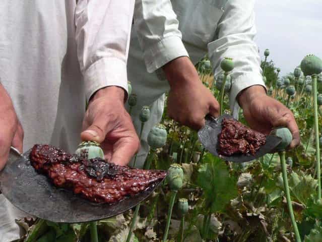 Afghan men harvest and collect opium sap from the bulb of the plant in Mamoond Spin Ghar area in Nangarhar province on May 6, 2012