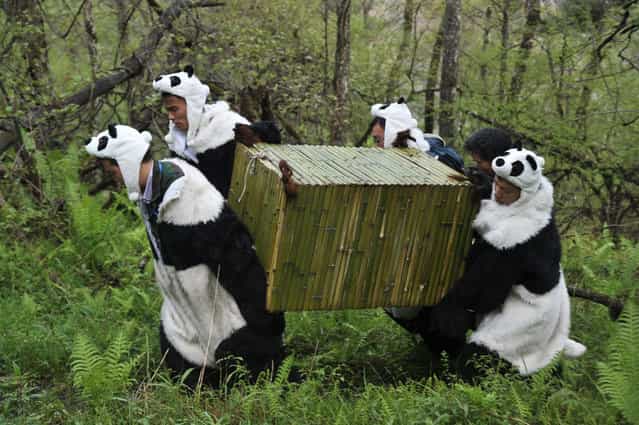 Workers wear panda costumes as they carry a box to transport Giant Pandas back to the wild, at the Wolong National Nature Reserve in Wolong, southwest China's Sichaun province on May 3, 2012
