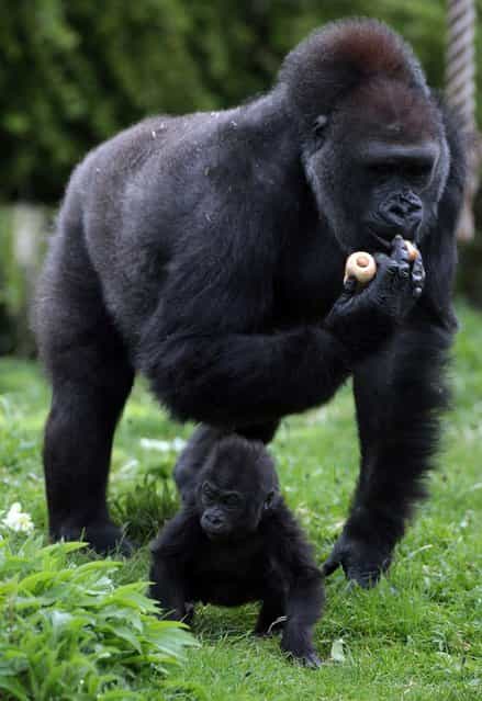 Bristol Zoos baby gorilla Kukena