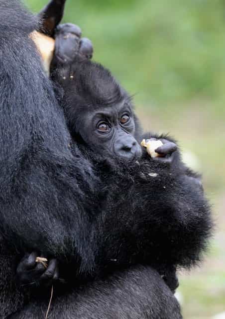 Bristol Zoos baby gorilla Kukena