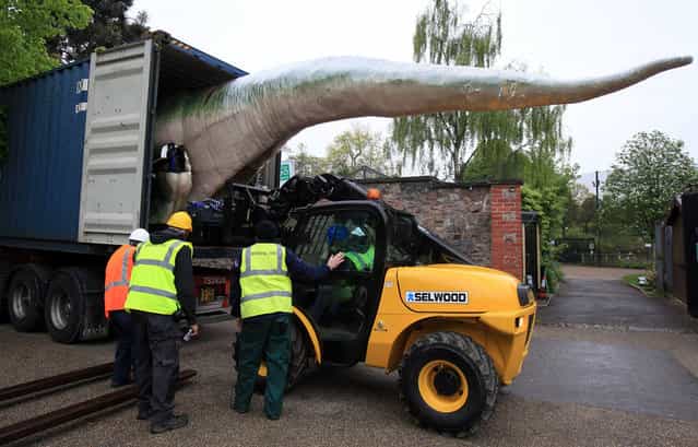 A life size animatronic Tyrannosaurus Rex dinosaur arrives at Bristol Zoo Gardens