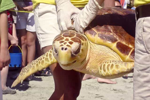 Volunteers from the South Carolina Aquarium release a rehabilitated Loggerhead Sea Turtles