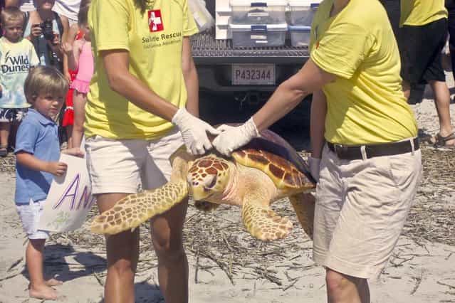 Volunteers from the South Carolina Aquarium release a rehabilitated Loggerhead Sea Turtles