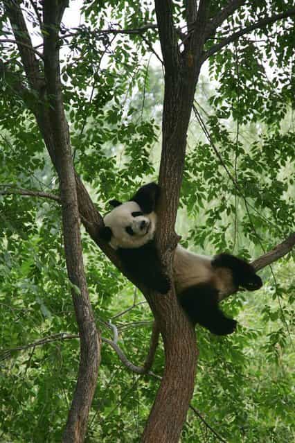 Giant Pandas In Beijing Zoo