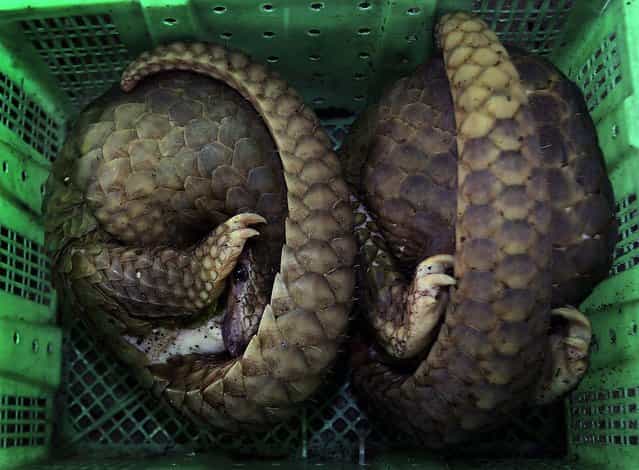Two rescued pangolins sit in a basket during a news conference in Bangkok on June 7, 2012