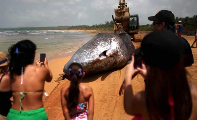 Onlookers take pictures of the body of a sperm whale as it is dragged by a bulldozer at a beach in Luquillo, Puerto Rico