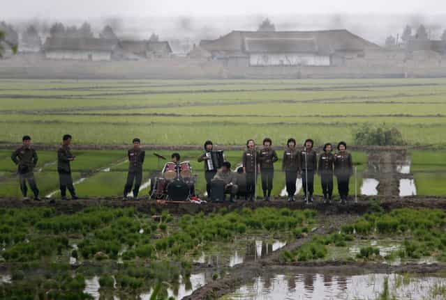 A music group performs on a path amid fields to greet the farmers at Hwanggumpyong Island, near the North Korean town of Sinuiju and the Chinese border city of Dandong June 6, 2012