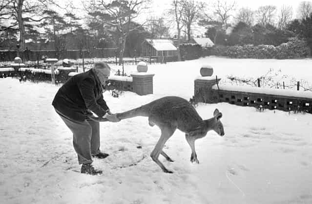 1954: Adopted as a family pet by an Australian family now living in Lincoln, Pinto is made frisky by the snow that was never known to him back in Australia