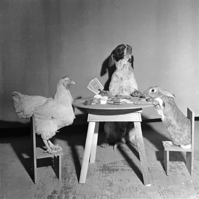 1956: A hen, a dog and a rabbit playing cards