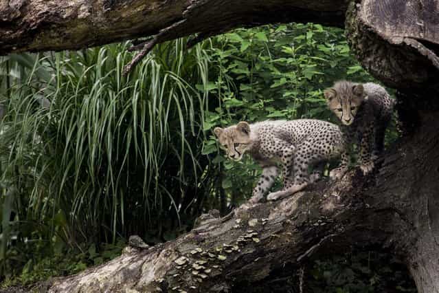 Three-month old cheetah cubs make their public debut at the Smithsonian National Zoo on July 24, 2012 in Washington, DC