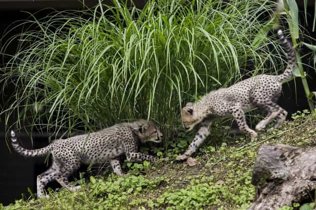 Three-month old cheetah cubs make their public debut at the Smithsonian National Zoo on July 24, 2012 in Washington, DC