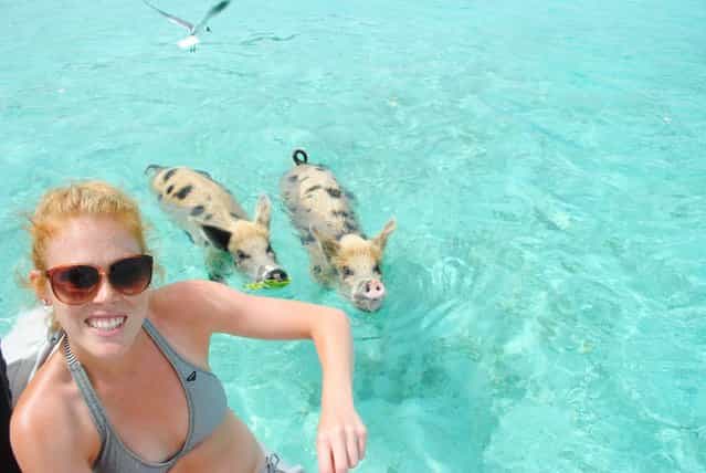 Swimming Pig Off The Island Of Big Major Cay